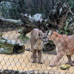 Jackson Zoo - Jackson