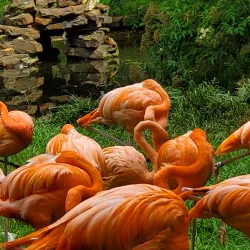 Jackson Zoo - Jackson