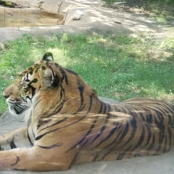 Jackson Zoo - Jackson