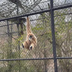 Jackson Zoo - Jackson