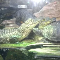 LeFleur's Bluff State Park - Jackson