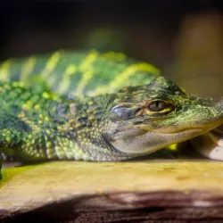 Mississippi Museum of Natural Science - Jackson