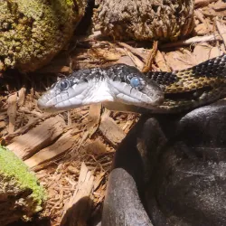 Mississippi Museum of Natural Science - Jackson
