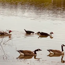 Bonita Lakes Park - Meridian