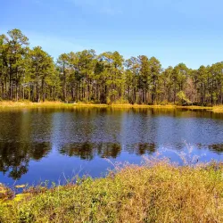 De Soto National Forest - Moss Point