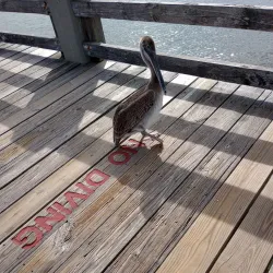 Gulf Coast Wildlife Refuge - Moss Point