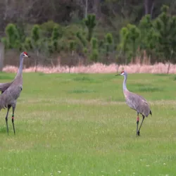 Mississippi Sandhill Crane National Wildlife Refuge - Moss Point