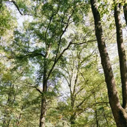 The Singing River Trail - Moss Point