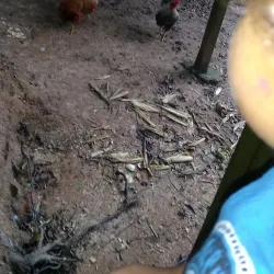 The Oxford Treehouse - Oxford