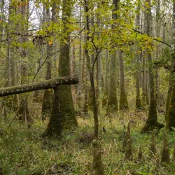 Bogue Chitto State Park - Poplarville