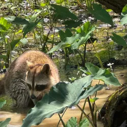 Pearl River Wildlife Management Area - Poplarville