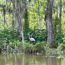 Pearl River Wildlife Management Area - Poplarville