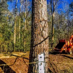 Poplarville Historic District - Poplarville