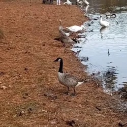 Lake Lowndes State Park - Starkville