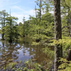 Noxubee National Wildlife Refuge - Starkville