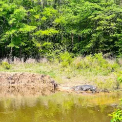 Noxubee National Wildlife Refuge - Starkville