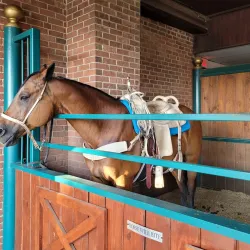 Dolly Parton's Stampede - Branson