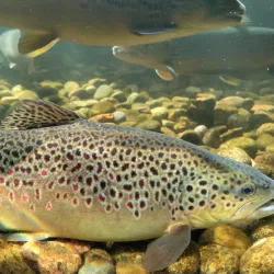 Shepherd of the Hills Fish Hatchery - Branson
