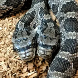Shepherd of the Hills Fish Hatchery - Branson