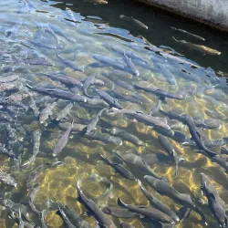 Shepherd of the Hills Fish Hatchery - Branson