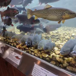 Shepherd of the Hills Fish Hatchery - Branson