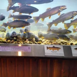 Shepherd of the Hills Fish Hatchery - Branson