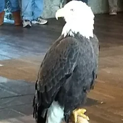 Osage National Golf Resort - Camdenton