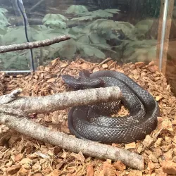 Cape Girardeau Conservation Nature Center - Cape Girardeau