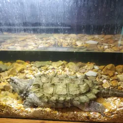 Cape Girardeau Conservation Nature Center - Cape Girardeau