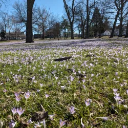 Legion Park - Carthage