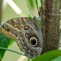 Butterfly House (Missouri Botanical Garden) - Chesterfield