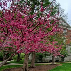 Mizzou Botanic Garden - Columbia