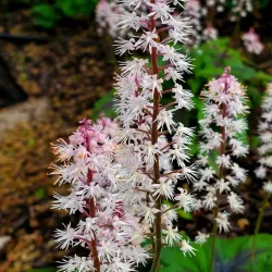 Mizzou Botanic Garden - Columbia