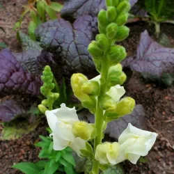 Mizzou Botanic Garden - Columbia