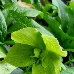 Mizzou Botanic Garden - Columbia