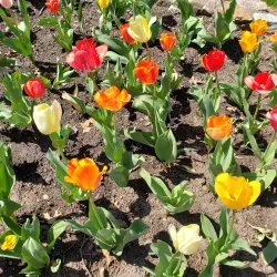 Shelter Gardens - Columbia