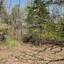 Fiery Fork Conservation Area - Eldon