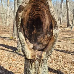 LaBarque Creek Conservation Area - High Ridge