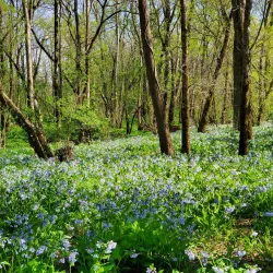 Piney Creek Conservation Area - Houston