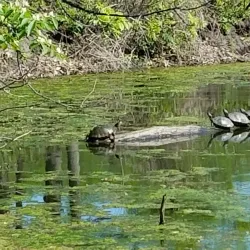 George Owens Nature Park - Independence