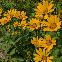 George Owens Nature Park - Independence