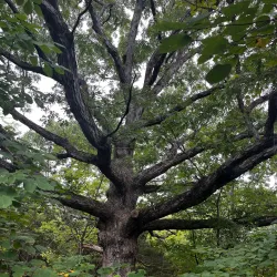 Runge Nature Center - Jefferson City