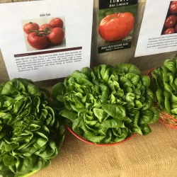 Joplin City Market - Joplin