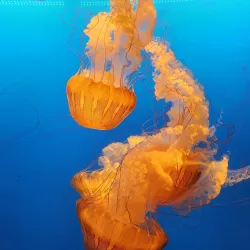 Kansas City Zoo - Kansas City