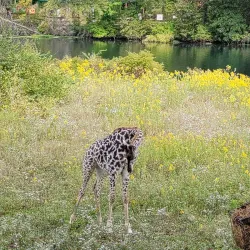 Kansas City Zoo - Kansas City