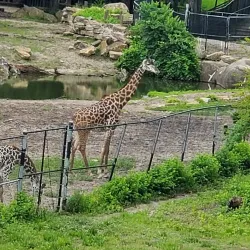 Kansas City Zoo - Kansas City