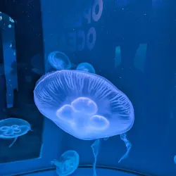 Kansas City Zoo - Kansas City