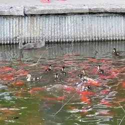 Loose Park - Kansas City