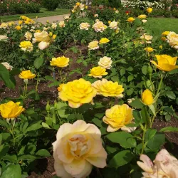 Loose Park - Kansas City