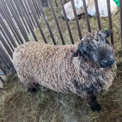 Adair County Fairgrounds - Kirksville